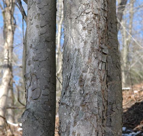 Field Biology in Southeastern Ohio: Is Bark Worse Than A Bite?