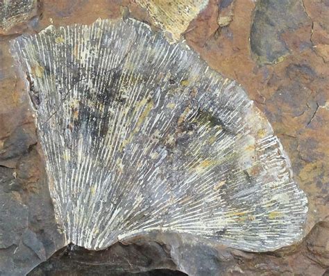 Multiple Fossil Ginkgo Leaf From North Dakota - Paleocene For Sale (#29074) - FossilEra.com