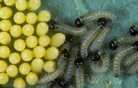 Large white butterfly caterpillars & eggs - Stock Image - C003/9144 - Science Photo Library