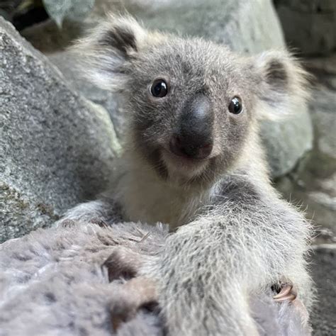 Images Of Koalas