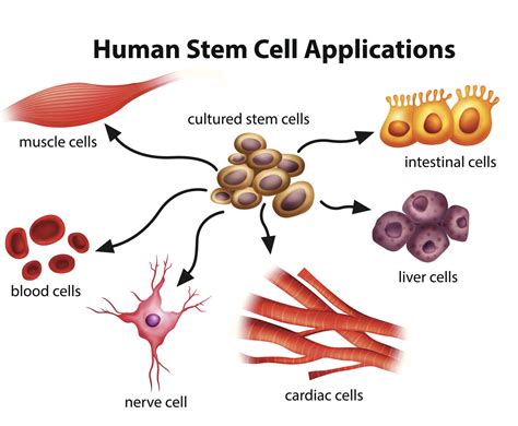 The Little-known Advantages and Disadvantages of Stem Cell Research