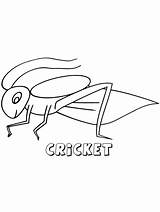 Cricket Insect coloring Pages sketch template