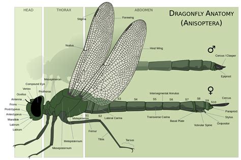 File:Dragonfly anatomy.svg Deer Fly, Monarch Caterpillar, Extreme ...