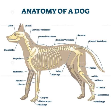 Anatomy of dog skeleton with labeled inner bone scheme vector illustration – VectorMine