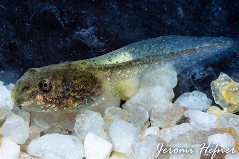 Southern Leopard Frog (Lithobates sphenocephalus) Tadpole | Flickr