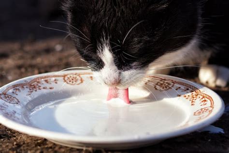 Cats Drinking Milk from Bowl Stock Image - Image of dish, mammal: 80990075