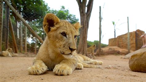 Lion Park in Johannesburg, | Expedia