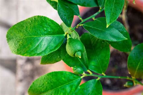 Growing Lemon Trees From Seed: A Step-by-Step Guide