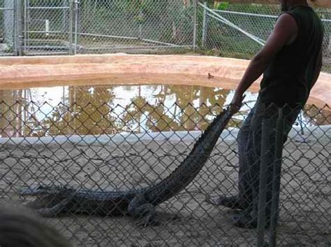 Homestead, Florida: Everglades Alligator Farm photo, picture, image