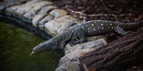 Crocodile monitor | Smithsonian's National Zoo and Conservation Biology Institute