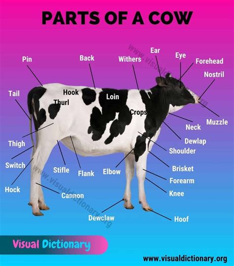 Cow Anatomy: 35 Different External Parts of a Cow