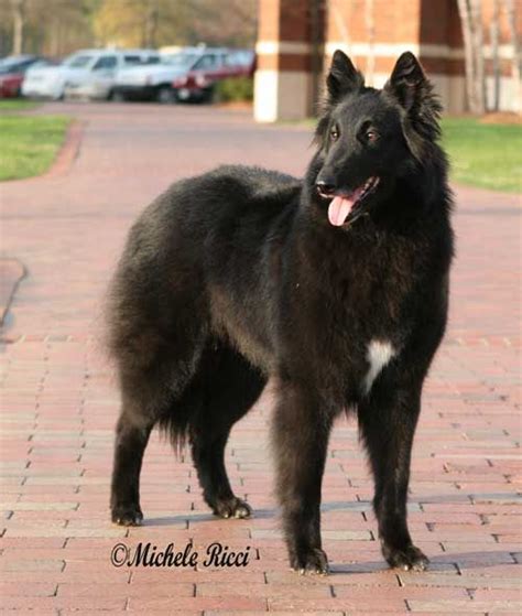 dog-breeds - B - Belgian Groenendael - Page 1 | Собаки