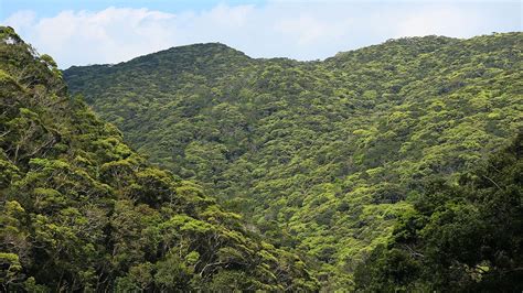 Japan’s Forest Resources Triple Over 50 Years | Nippon.com