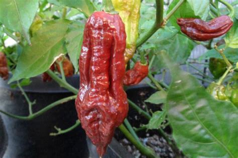 Chocolate Bhut Jolokia | Super Hot Chiles