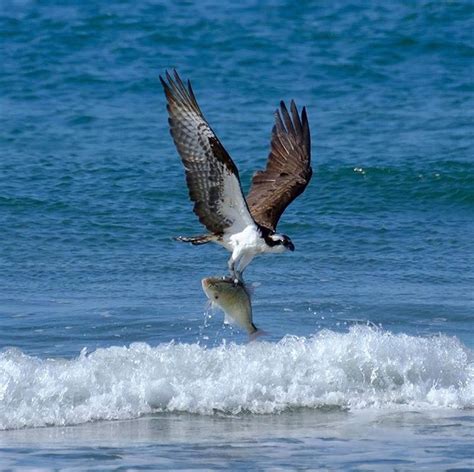 Osprey fishing at Limantour Beach on the Point Reyes National Seashore ...