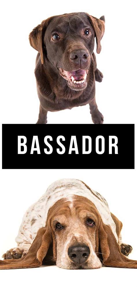 Bassador: Your Guide to the Basset Hound Lab Mix