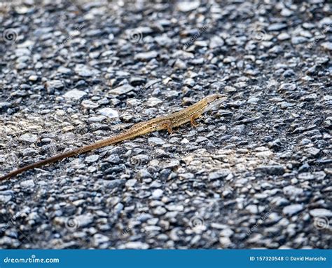 Japanese Grass Lizard on a Walking Path 7 Stock Photo - Image of japanese, summer: 157320548