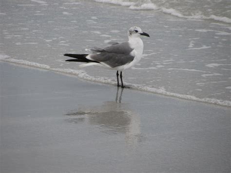 Clearwater Beach seagulls