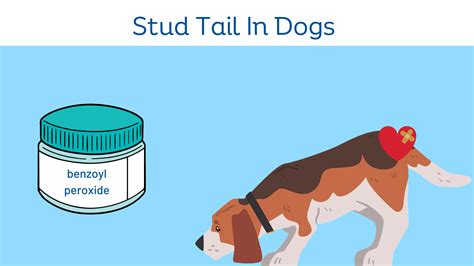 Stud Tail in Dogs - Causes, Symptoms, and Treatment