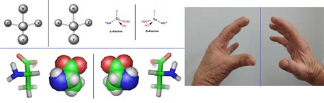 Amino acids stereo-isomers, posses handedness, chiral molecules