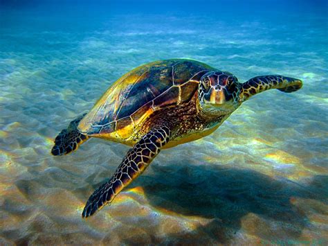 Sea Turtles Desktop Wallpaper (60+ images)