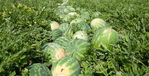 Watermelon Plant: How to Grow and Care for Watermelon Vine - Gardeners' Magazine