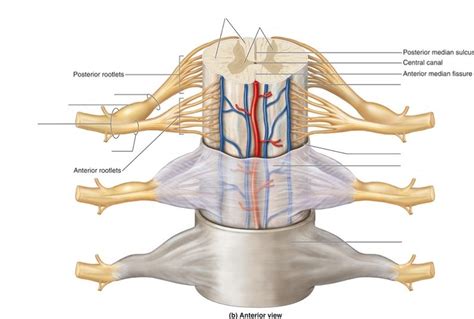 Spinal cord and meninges Diagram | Quizlet