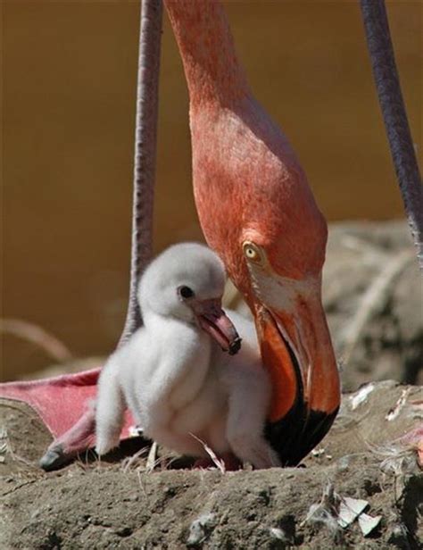 flamingo | Flamingos, Peacocks & Pheasants | Pinterest