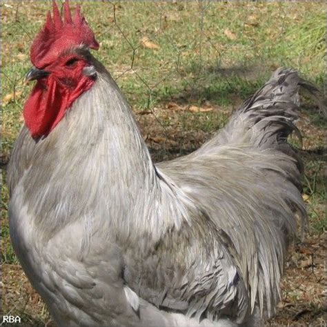 Lavender Orpington Rooster | Fancy Chickens