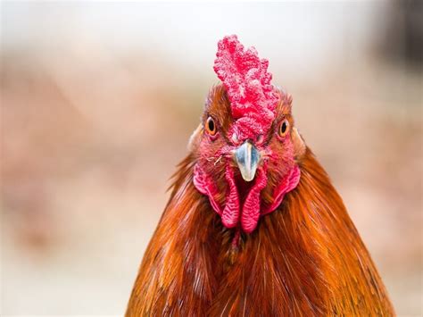 Complete Guide To Chicken Combs: Types, Frostbite and More… | Chickens ...