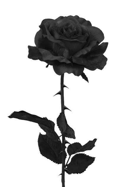 Free Black And White Pictures Of Roses, Download Free Black And White ...