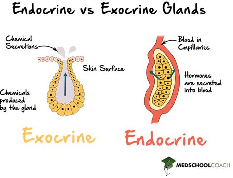 Endocrine vs Exocrine Glands – MCAT Biology | MedSchoolCoach