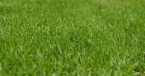 Best Grass for Sandy Soil [5 Grasses that Thrive in Sandy Lawns]