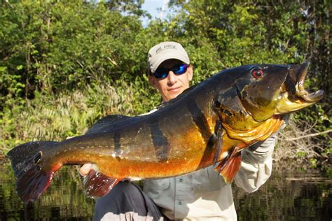 Brazil's World-Class Peacock Bass Fishing