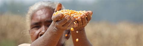 Maize Cultivation Helps Improve Livelihood by vinaynath on DeviantArt