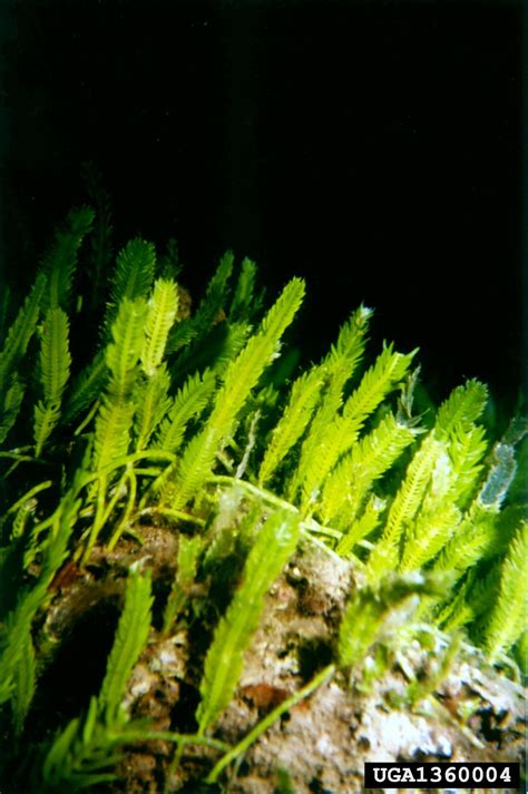 Mediterranean clone of caulerpa (Caulerpa taxifolia)