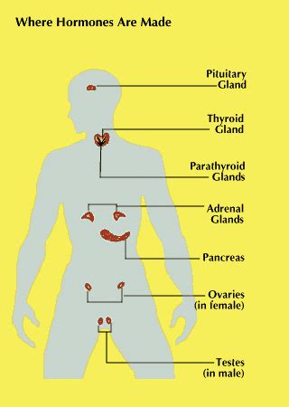 Hormones In Human Body