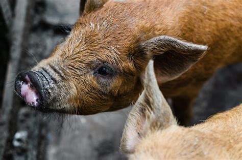 Premium Photo | Two pigs, farm animals in a rural area.