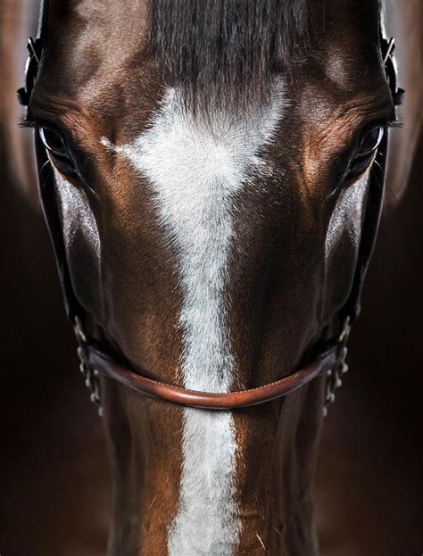 Raphael Macek - Immersion - Horse Photography - Portrait For Sale at 1stDibs | horse portrait ...