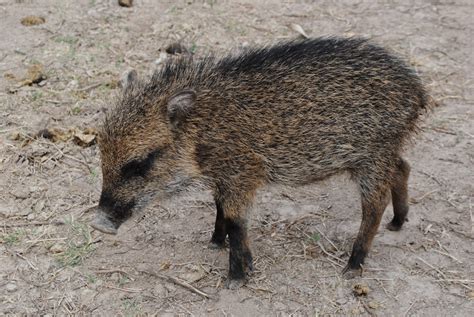 White-lipped Peccary: Species in World Land Trust reserves