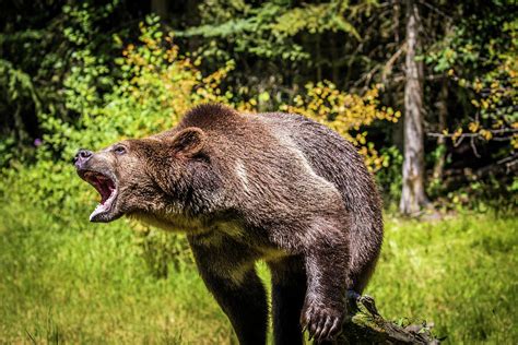 Grizzly Bear, Montana Wildlife Photograph by Yitzi Kessock - Fine Art ...