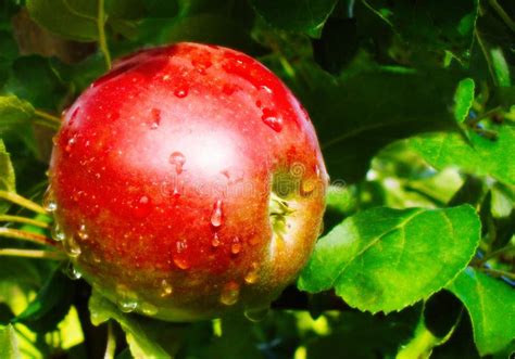 Red Apple with Leaves on a Tree Stock Photo - Image of white, organic: 195243044