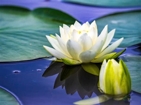 Water Lily Plants - How To Grow A Water Lily