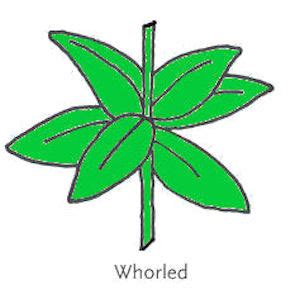 Wildflower Leaf Arrangement Whorled