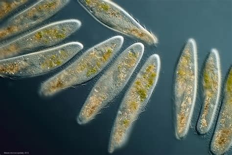 Protozoans - Science News