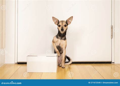 Pet Shop Delivery, Cute Little Dog with a Box Order Parcel Sitting at ...