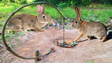 Creative Man Make Best Rabbit Trap Using Branches - Howâ€‹â€‹â€‹â€‹â€‹â€‹To Make Rabbit Trap ...