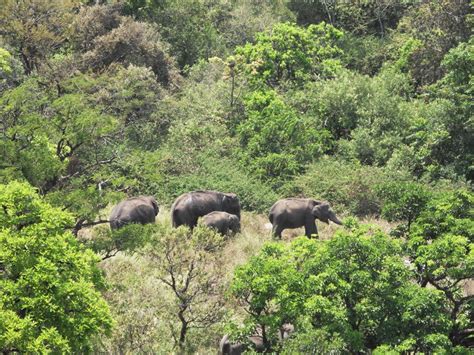 MUDUMALAI WILDLIFE SANCTUARY Reviews, MUDUMALAI WILDLIFE SANCTUARY Tourist Places, MUDUMALAI ...