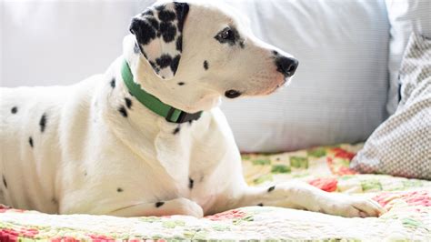 Exploring Dalmatian Markings: Can They Have Brown Spots?