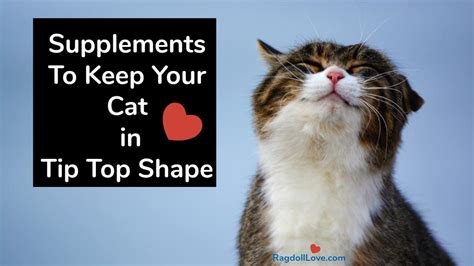 Supplements For Cats — Taking Your Cat's Health to the Next Level